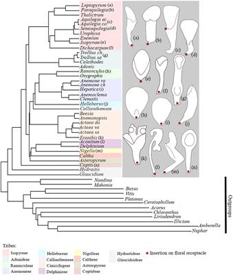 A flat petal as ancestral state for Ranunculaceae